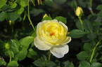 Lallure rose photo
