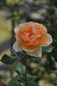 Le Sourire rose photo
