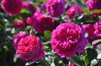 Le Bijou rose photo