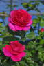 Nina Ananiashvili rose photo