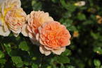 Bonbonnière rose photo