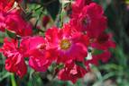 Summer Evening rose photo