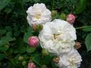Caroline Marniesse rose photo