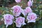 Abbaye de Valsaintes ® rose photo