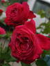 L'Ami des Jardins® rose photo