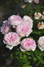 Bambino rose photo