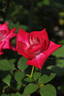 Mitsue rose photo