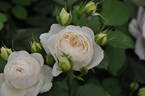 Cielo rose photo
