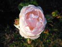 Honnori rose photo