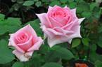 For You rose photo