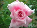 Lady Luck rose photo