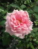 Daichi Mao rose photo