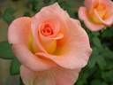 Königin Beatrix ® rose photo
