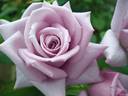 Madame Violet rose photo