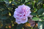 Blue Light rose photo