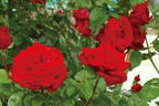 Herz Ass, Cl. rose photo