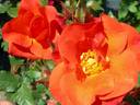 Princess Michiko, Cl. rose photo