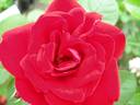 Exploit ® rose photo