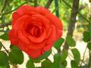 Rusticana, Cl. rose photo