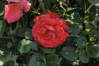 Honoho-no-nami rose photo