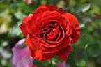 Olé, Cl. ™ rose photo