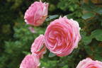History, Cl. rose photo