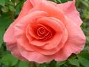 Liverpool Echo rose photo