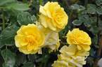 Atoll '99 rose photo
