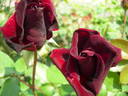 Bonne Nuit rose photo