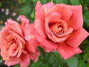 Cappuccino rose photo