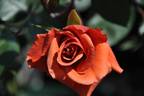 Espresso rose photo