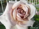 Diamond Gray rose photo