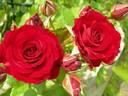Strawberry Crush rose photo