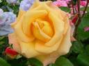 Mona Lisa rose photo