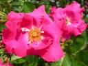 Permanent Wave rose photo