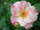 Hanagasumi rose photo