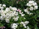Summer Snow rose photo
