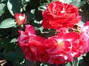 Aline Mayrisch Rose rose photo