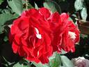 Aline Mayrisch Rose rose photo