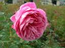 Abdiel rose photo