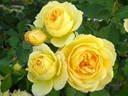 Casque d'Or® rose photo