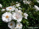 Dominique Loiseau ™ rose photo