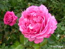 Yves Piaget, Cl. rose photo