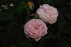 Rose de Schelfhaut rose photo
