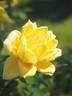 Gekko rose photo
