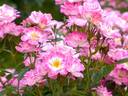 Hime rose photo