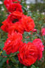 Hanagasa rose photo