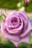 Blue Bird rose photo