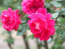 Francine rose photo