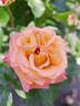 Mona Lisa rose photo